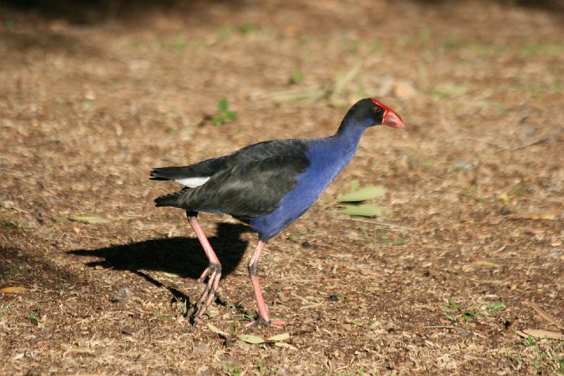 2007 05 17 Gold Coast 037.JPG